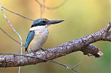 Sacred Kingfisher